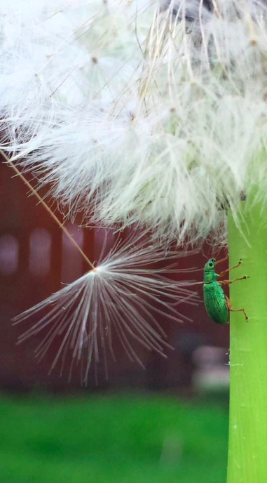 ELLEN NIGHTINGALE Little green bug